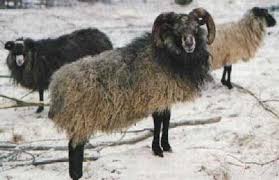 Gute Sheep More Pictures Mit Bildern Schafe Schafrassen