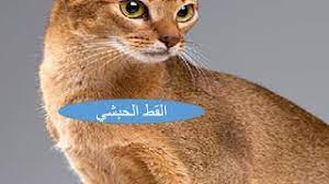 المهندس الزراعي انواع القطط الاليفة cats kinds of cats animals