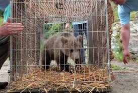 Mladič goloba grivarja na gozdni cesti. Srecko Se V Romuniji Dobro Pocuti Zurnal24