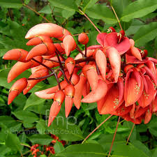 Image result for Erythrina crista-galli