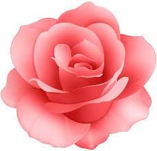 Search for red rose on the beach in these categories. Red Rose Flower Clip Art Image Gallery Yopriceville High Quality Images And Transparent Png Free Clipart