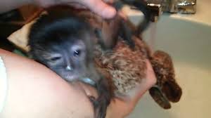 A baby chimp bathing in a sink. Baby Monkey S First Bath Is Adorable Youtube