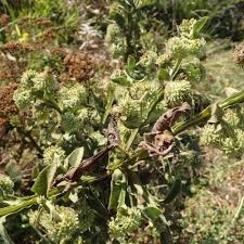 Image result for Grewia inaequilatera