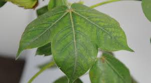 Most common in poorly drained soils, also where organic matter levels are high. Role Of Manganese In Cotton Production Yara United States