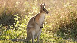 Последние твиты от wallabies (@wallabies). Keeping And Caring For A Pet Wallaby