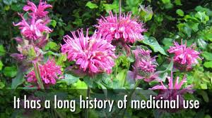 Check spelling or type a new query. Bee Balm How To Plant Grow And Care For Bee Balm The Old Farmer S Almanac