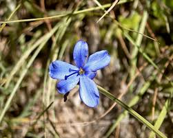 Image result for Aristea angolensis