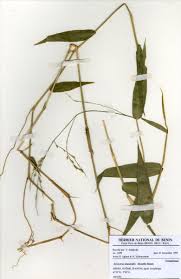 Image result for Acroceras