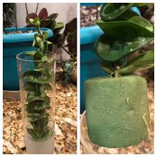 Any commercial cactus mix will do, or a diy combination of potting soil, coarse sand and perlite will do a great job. Should I Plant My Hoya Rope In Soil Or Leave It As Is If In Soil Do I Remove Sponge And How So I Don T Damage Roots Tia Succulents