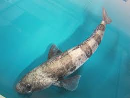 Image result for Dissotis littorale