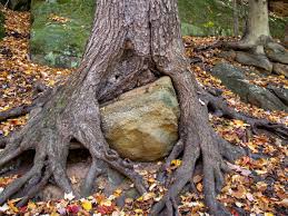 Image result for Ficus wakefieldii