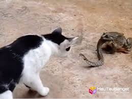 Mari kita mulai dari kepribadian kucing ini sambil menyimak kucing ini adalah kucing rumahan yang memiliki kepribadian manis dan lembut. Katak Makan Ular Kucing Pun Ingin Makan Ular Unik Mautaubanget Com