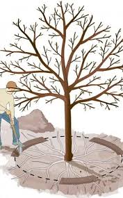 Wurzel Kur Neue Blute Fur Alte Obstbaume Garten Krautergarten Design Baumgarten