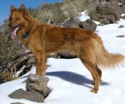 Pastor Garafiano Unusual Dog Breeds Dog Decor Pet Dogs