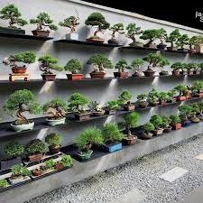 Pin Von Pe Er Auf Hobby Bonsai Bonsai Pflanzen Bonsai Chinesischer Garten