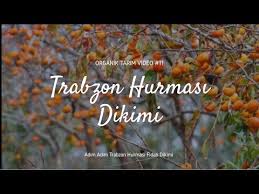 Trabzon Hurmasi Dikimi Youtube In 2020 Development Youtube