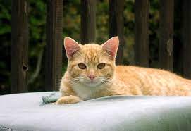 69331088 C070cd160c B Cat Throw Cat Throwing Up Cats