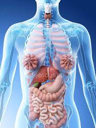 Male and female body with organs. Human Body Model Showing Female Anatomy With Internal Organs Digital 3d Render Illustration Graphic Lungs Stock Photo 308617380