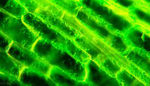 Check spelling or type a new query. Plant Cells Gifs Get The Best Gif On Giphy