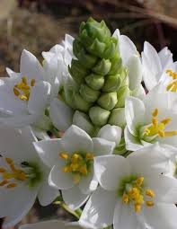 Image result for Ornithogalum pulchrum