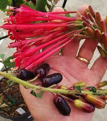 Edible Fuchsia Berries Fuchsia Boliviana Boliviana