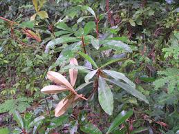 Image result for Englerophytum magalismontanum