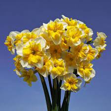 Pin On Daffodils