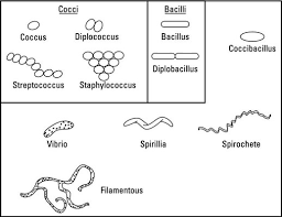 Plant and animals lead completely different lifestyles. The Shapes Of Cells Dummies