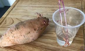 Put the pointy end of the potato facing down, and wait for green sprouts or slips to begin growing from the top. How To Grow Sweet Potatoes Simple Living Creative Learning