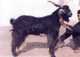 Uzbek Black Goat Breed From Uzbekistan Is Used For The Production Of Mohair Goats Breeds Animals