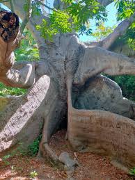 Located in Hòfi Pastor in Bandabou, the oldest tree in Curaçao is an  impressive kapok (silk-cotton) tree estimated to be around 800 years old.  This giant tree was brought to the island