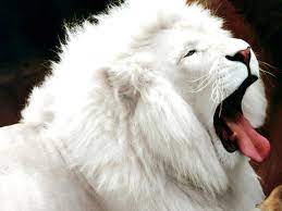 Picture Of Baby Lion Wallpaper Rare Albino Animals Albino Animals Albino Lion