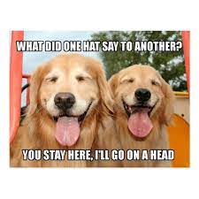 Funny Golden Retriever Hat Joke Meme Postcard Zazzle Com In 2021 Golden Retriever Funny Dog Jokes Joke Meme