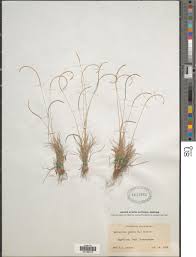 Image result for Microchloa