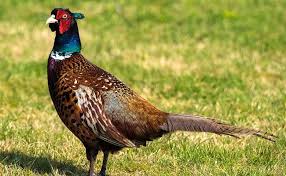 Le Faisan Une Espece De Poule Sauvage Pheasant Spirit Animal Animals