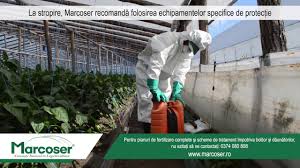 Dezinfectia ecologica a solului pamant tratat cu var dezinfectie cu sulfat de cupru var praf in gradina var in solar pregatirea solului pentru rosii pregatirea solarului pentru iarna dezinfectare cu var dezinfectare cu formol dezinfectare cu basamid dezinfectare sol 2019. DezinfecÈ›ia Solului Plasa De Umbrire Fumagina Top 3 IntrebÄƒri Ep 9 Youtube