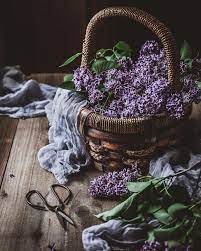 Lilac Honey Infusion Ephemeral Flower Essence Chews Local Recipe Flower Essences Lilac Flowers Lilac