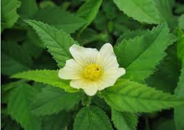 Image result for Sida acuta