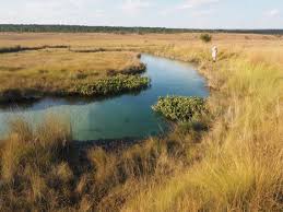 Image result for Landolphia cuneifolia