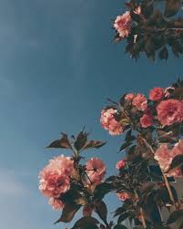 February 17, 2021 by admin. Grunge Tumblr Aesthetic Flower Wallpapers Top Free Grunge Tumblr Aesthetic Flower Backgrounds Wallpaperaccess