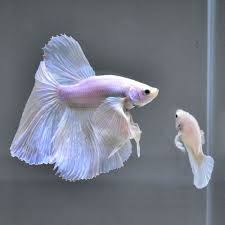 Betta Fish Male Amp Female 034 Dumbo White Platinum Big Ear Hm 034 Premium Rare Find With Images Betta Fish Betta Fish Pet