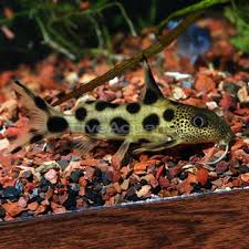Pin On Cichlids