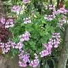 See more ideas about geraniums, pelargonium, plants. 1