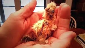 S p o 9 n s o r l d e 4 t d 0 w 0 v p b. Silkie Chicken Hen Hatching Eggs Happy Mother S Day Youtube