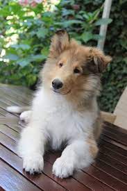 Collie Rough Collie Puppy Rough Collie Collie Puppies