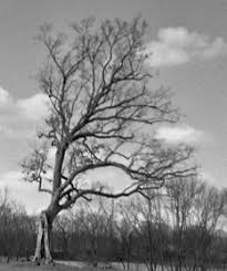 But who is allen greene? The Shawshank Redemption Wikiwand
