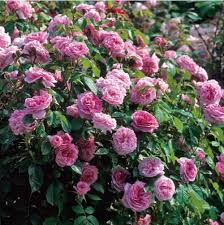 We're out in the garden transplanting a couple of lady of shallot roses by david austin. David Austin Roses In Pots