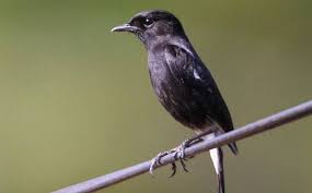 Entah apa yang merasukimu.burung decu wulung gacor (kacer mini ) ini ngamuk kesetanan. Daftar Harga Burung Decu Terbaru September 2020 Terlengkap
