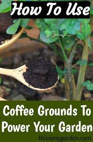 Using Coffee Grounds To Power Your Garden Flowers Plants And More Uses For Coffee Grounds Planting Vegetables Organic Gardening Tips