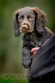 The boykin spaniel was enacted as the sc state dog in 1985. Young Cocker Spanial Dogs Cocker Spaniel Puppies Spaniel Puppies